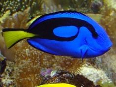 a blue and yellow fish swimming in an aquarium