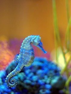 a blue sea horse swimming in an aquarium