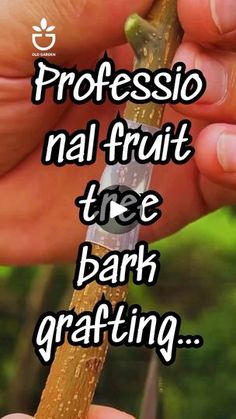 a person holding a small piece of fruit in their hand with the words professio natural fruit tree bark grafting