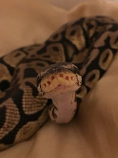 a close up of a snake on a bed with it's mouth wide open