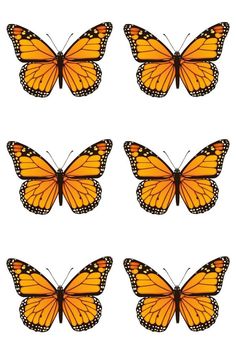 six orange butterflies with different angles and colors on them, all facing in different directions