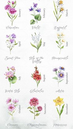 an image of flowers with names in english and spanish language on paper, watercolor