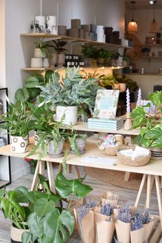 plants are on display in a flower shop