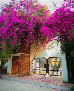 an iron gate with purple flowers growing over it