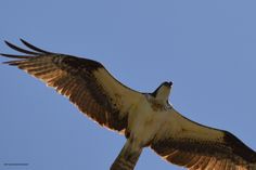 an ostrich flying in the sky with its wings spread