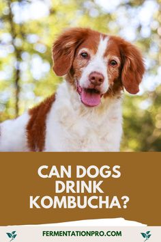 a brown and white dog with the words can dogs drink kombucha?