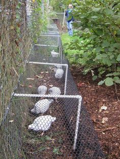 an image of some birds in a fenced off area with trees and bushes behind them