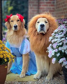 two dogs dressed up as wizard and lion in front of flower potted planters