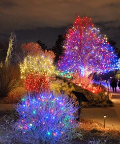 brightly lit trees and shrubs in a park at night, with people walking around them