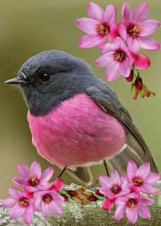 a bird is sitting on a branch with pink flowers