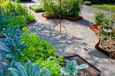 a garden filled with lots of different types of vegetables and plants next to each other