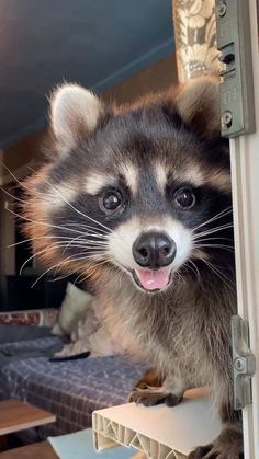 a raccoon is sticking its tongue out from behind a door looking at the camera