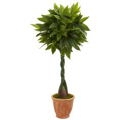 a potted plant with green leaves on it's top and the base is brown