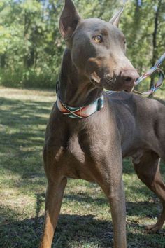 a brown dog standing on top of a lush green field