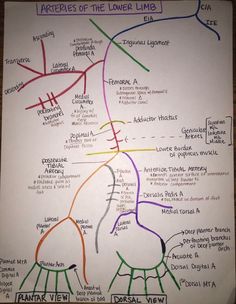 a white board with many different colored lines on it, and the words articques of the lower limb