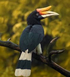 a black and white bird sitting on top of a tree branch