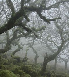 foggy forest with moss covered trees and rocks