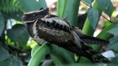 a small bird sitting on top of a green plant