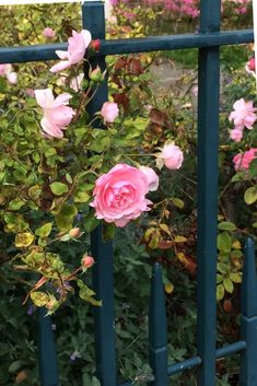 pink roses growing on the side of a blue fence