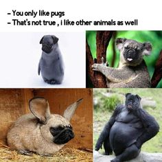 four different types of animals with caption that reads, you only like pugs - that's not true, i like other animals as well