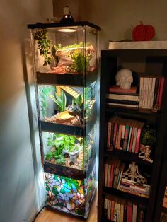 a tall glass case filled with lots of plants and other small things on top of a hard wood floor