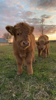 two small brown cows standing on top of a grass covered field