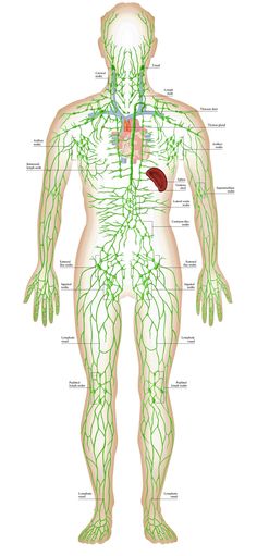 Human Body Diagram, Thoracic Duct, Lymph Vessels, Body Diagram, Health And Fitness Magazine, Lymph Nodes