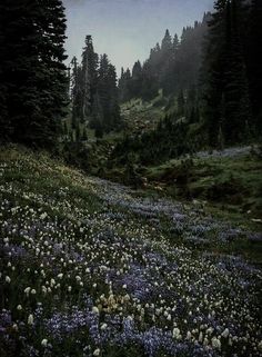 a field with flowers and trees in the background