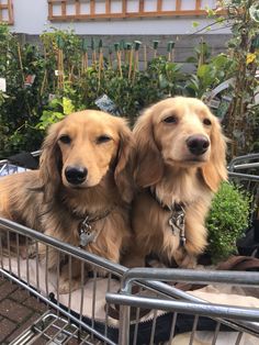 two brown dogs sitting in a metal basket