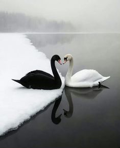 two black and white swans swimming in the water