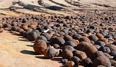 a bird is sitting on some rocks in the sand and dirt, with other rocks scattered around it