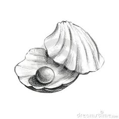 an ink drawing of a seashell