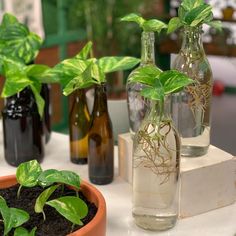 three bottles filled with plants sitting on top of a white table next to each other