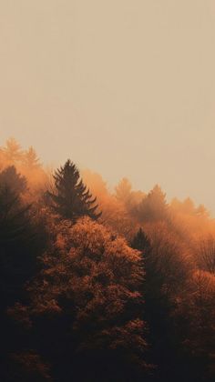 trees in the foreground with yellow and orange light coming from them on a foggy day