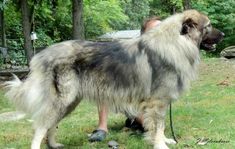 a large gray and white dog standing on top of a grass covered field next to trees