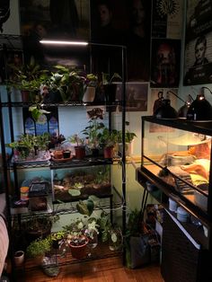 a room filled with lots of different types of potted plants and other things on shelves