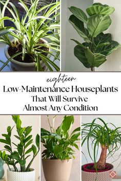 different houseplants that will survive almost any condition