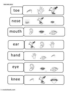 worksheet with words and pictures for children to learn