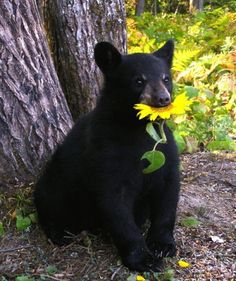 a small black bear sitting next to a tree with a yellow flower in its mouth