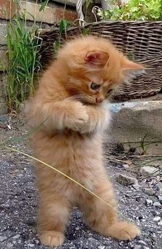 a small orange kitten standing on its hind legs