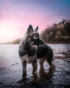 a dog standing in the water looking up