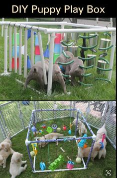 three puppies playing in a play box