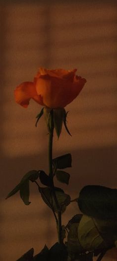 a single orange rose sitting on top of a table next to a window sill