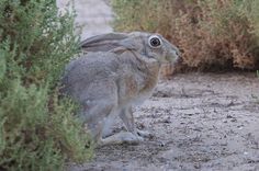 a large gray rabbit sitting on top of a dirt field