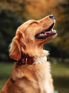 a golden retriever is looking up at the sky