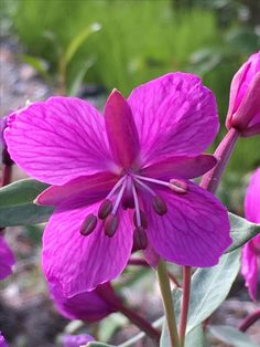 purple flowers are blooming in the garden