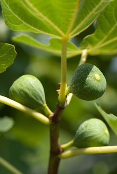 some green leaves and buds on a tree