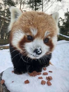 a small red panda bear standing on top of snow covered ground