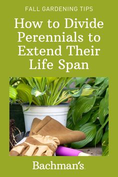 gardening tips for beginners to learn how to divide perennials to extend their life span