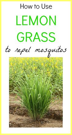 the cover of how to use lemon grass to repel mosquitos, with an image of